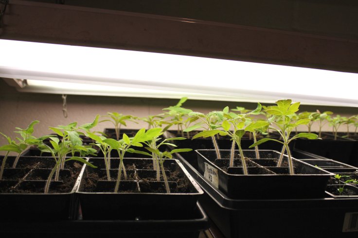 Tomato Seedlings under Lights